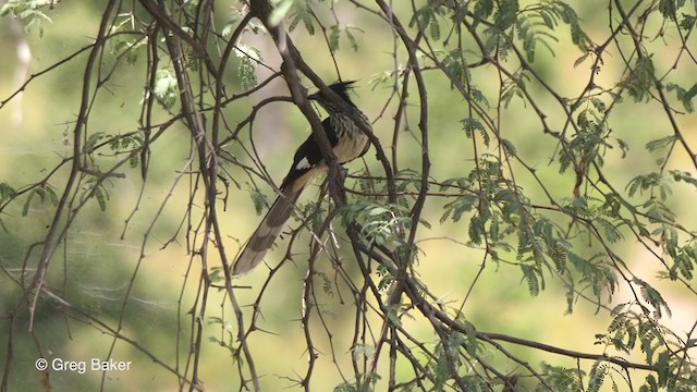 Levaillant's Cuckoo - ML263950111