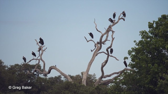 African Woolly-necked Stork - ML263950601