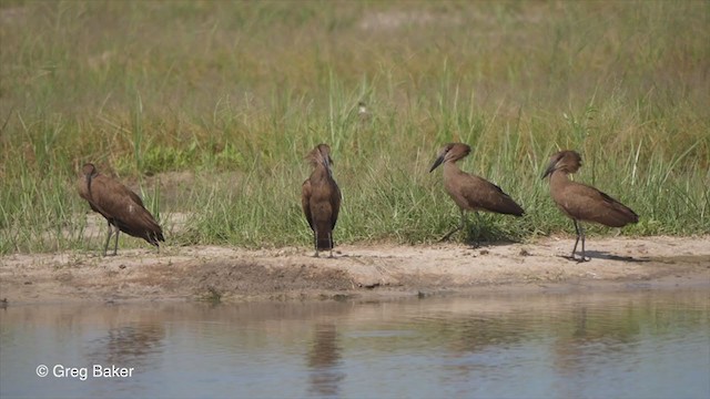 Hamerkop - ML263950771