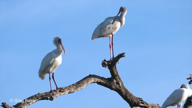 African Spoonbill - ML263950851