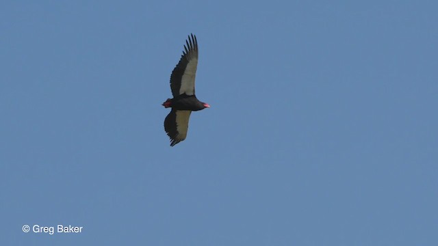 Bateleur des savanes - ML263950931