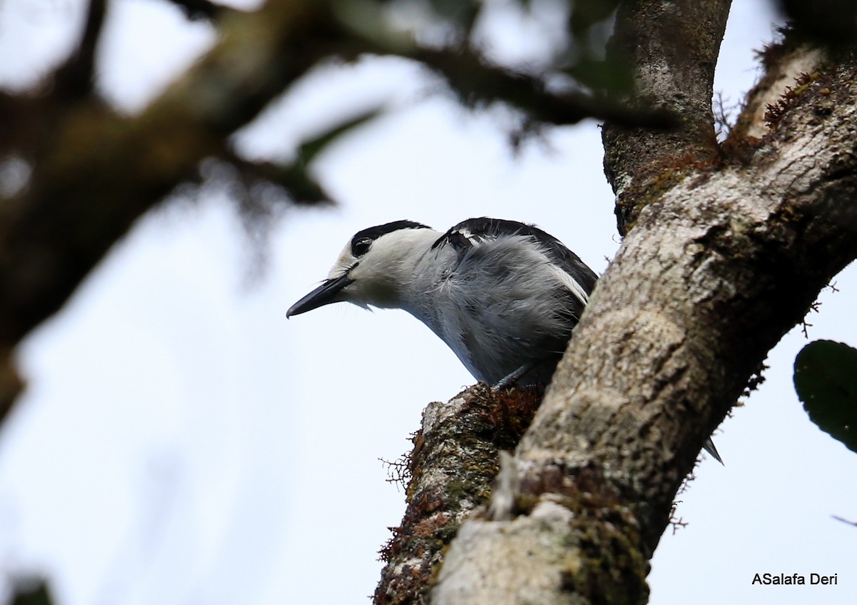 Hakenschnabelvanga (curvirostris) - ML263950981