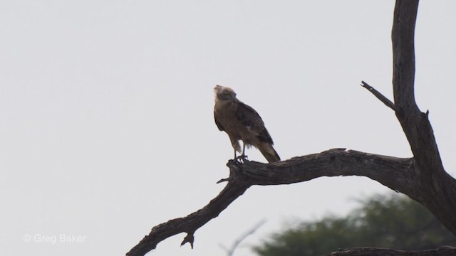 Black-chested Snake-Eagle - ML263951121