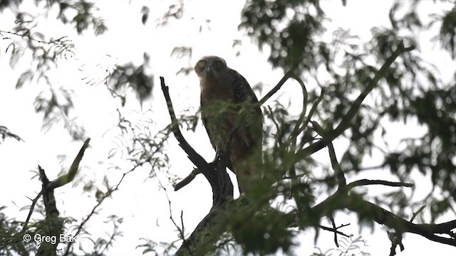 Black-chested Snake-Eagle - ML263951241