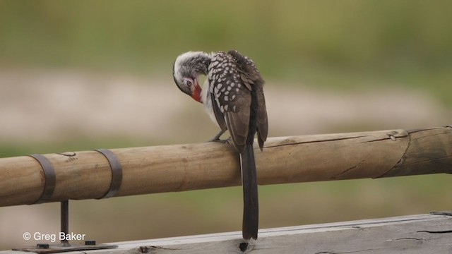 Southern Red-billed Hornbill - ML263951451