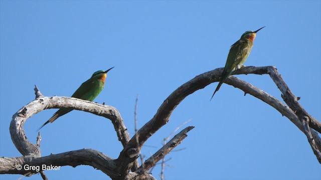 Blue-cheeked Bee-eater - ML263951501
