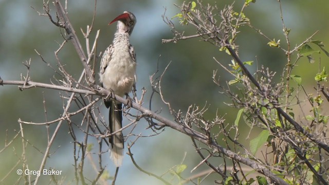 Southern Red-billed Hornbill - ML263951531