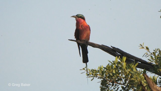 ミナミベニハチクイ - eBird