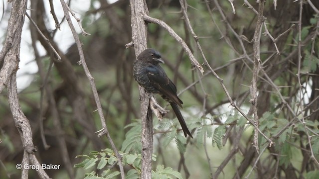 Drongo Ahorquillado (apivorus) - ML263953551