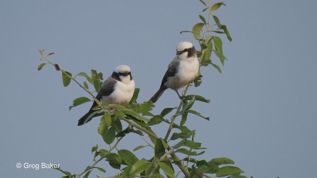 White-crowned Shrike - ML263953811