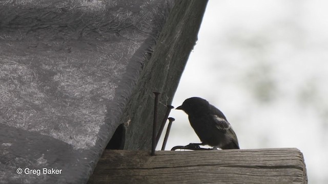 Mésange nègre - ML263953861