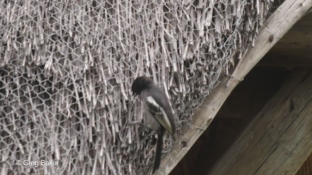 Southern Black-Tit - ML263953931