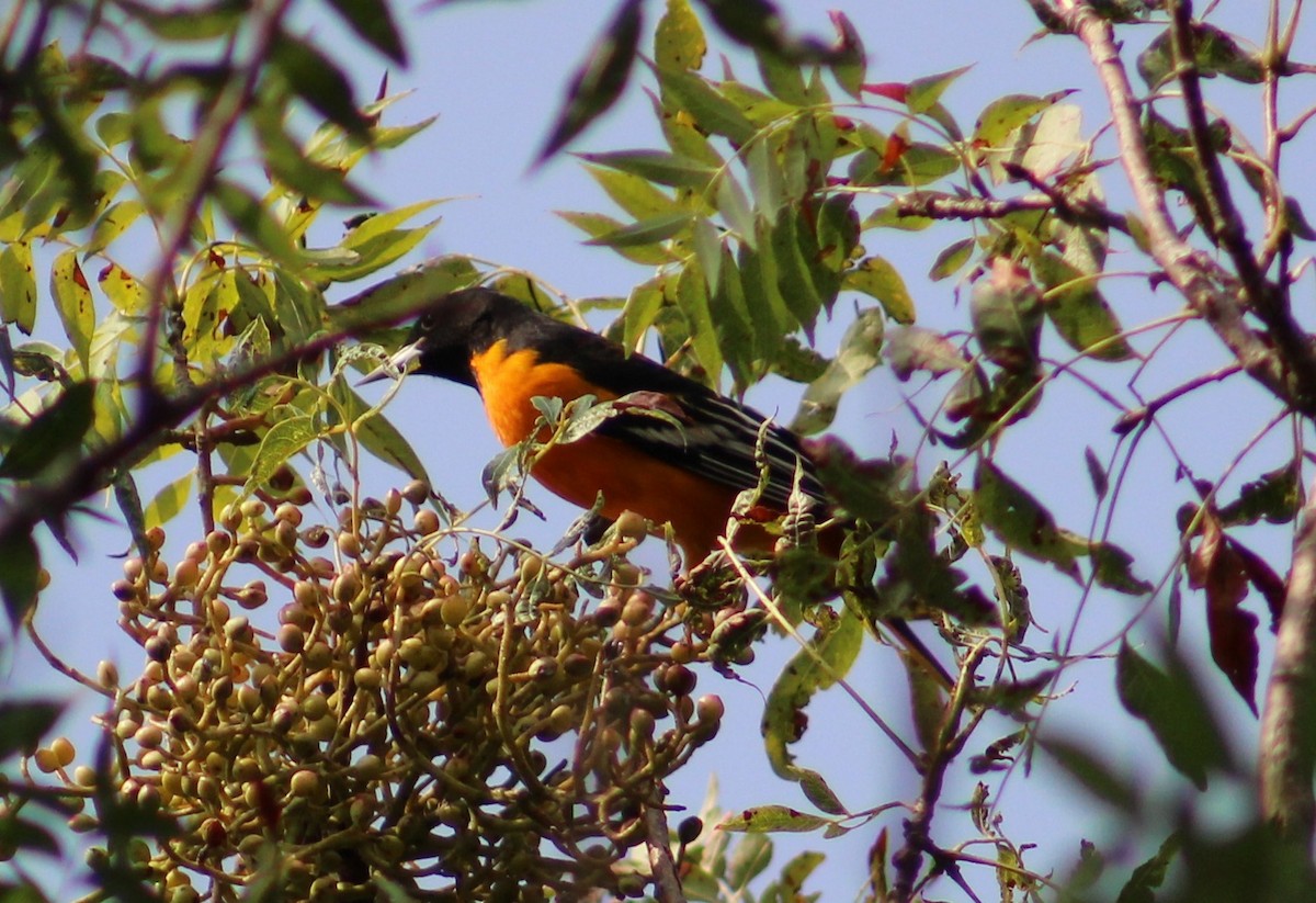 Baltimore Oriole - Anonymous