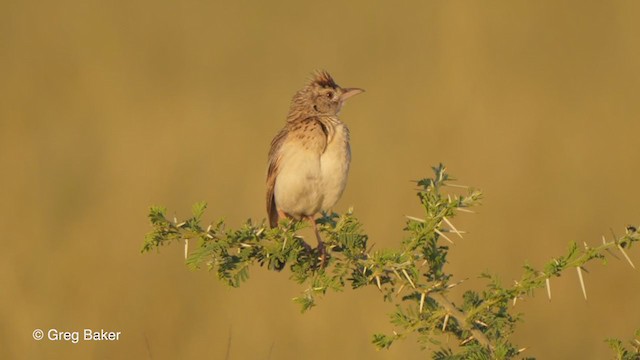 Rufous-naped Lark - ML263954141