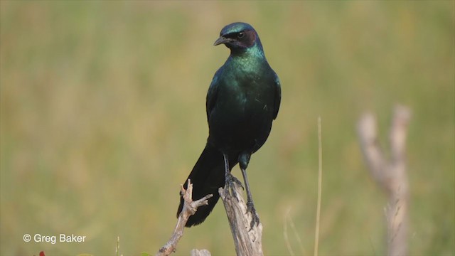 Burchell's Starling - ML263954191