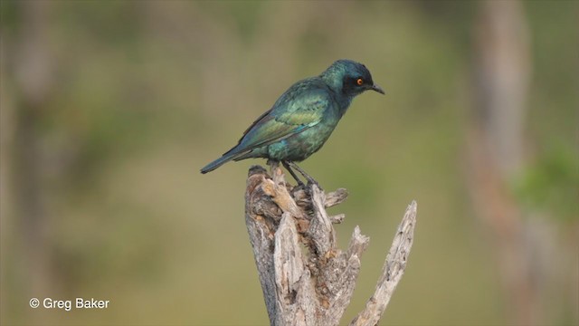Cape Starling - ML263954281