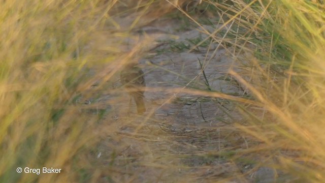 Plain-backed Pipit - ML263954491