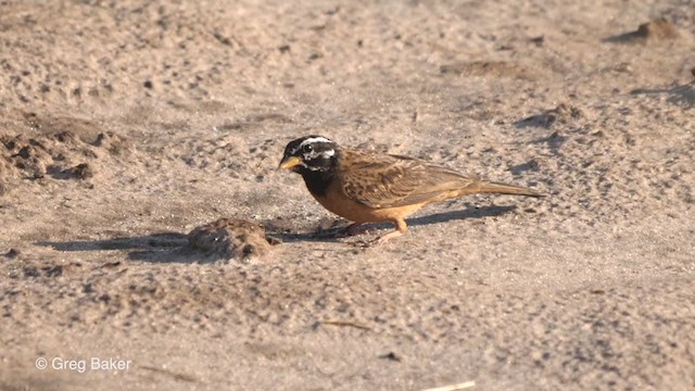 Cinnamon-breasted Bunting - ML263954681