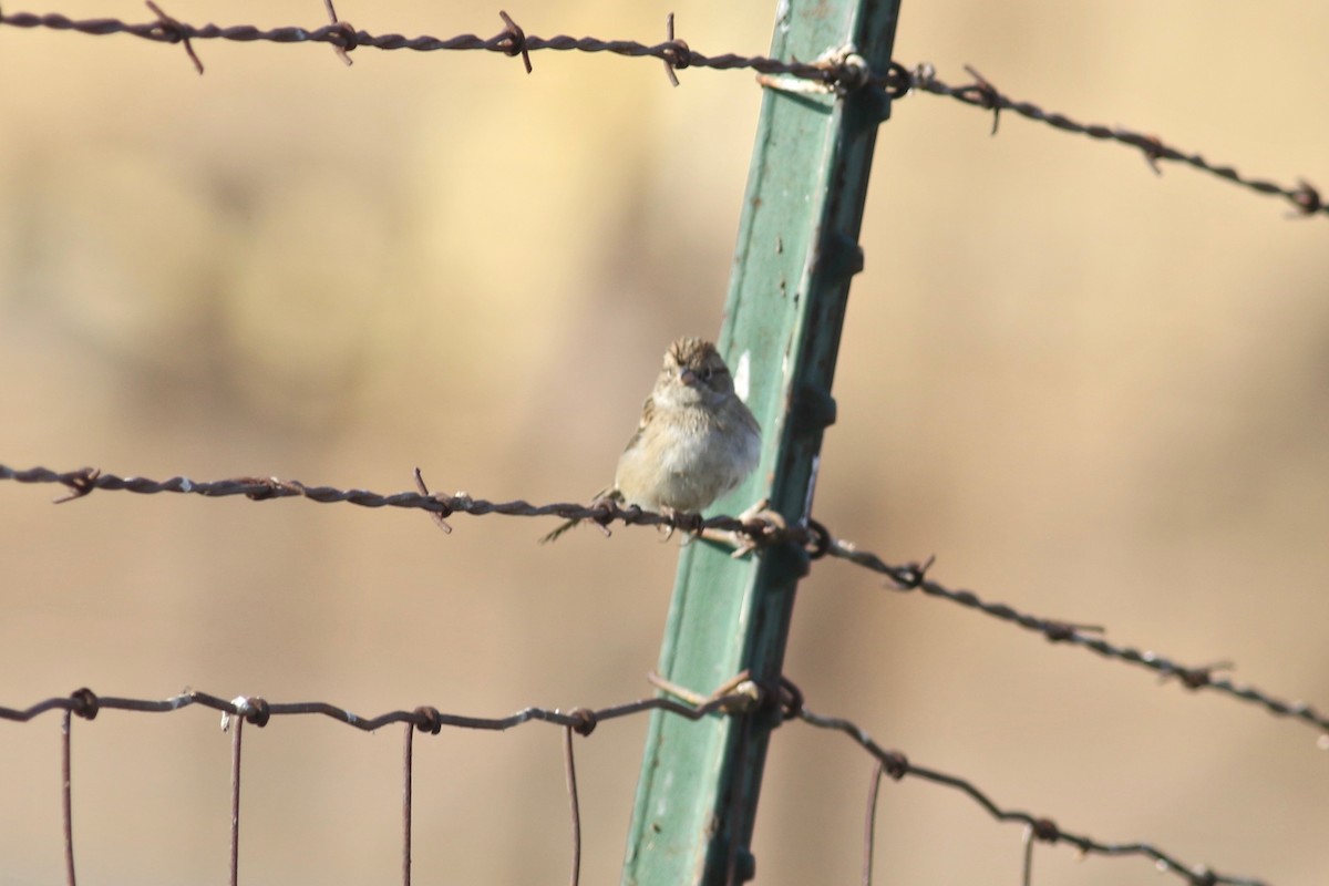 Brewer's Sparrow - ML263955291