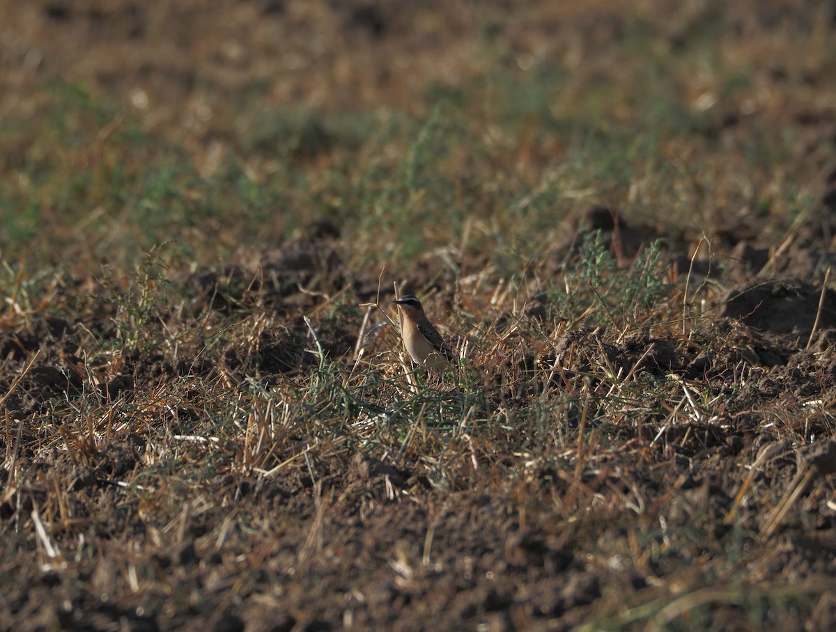 Northern Wheatear - ML263956321