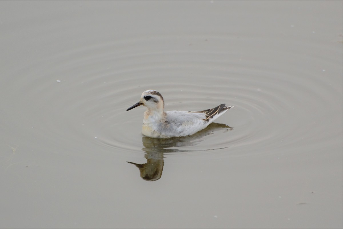 polarsvømmesnipe - ML263960511