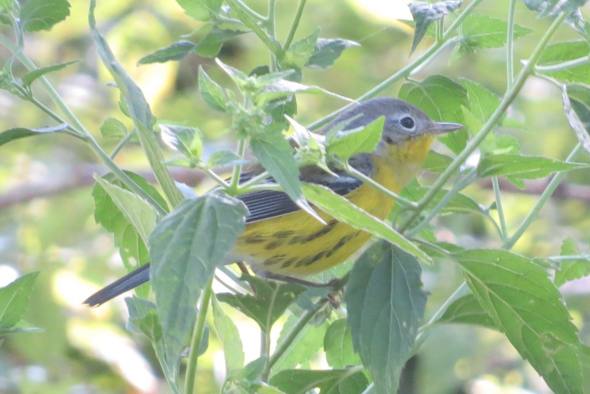 Magnolia Warbler - Anonymous