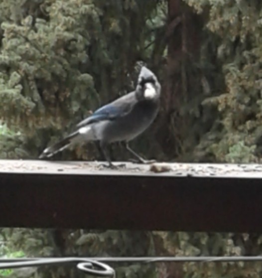 Steller's x Blue Jay (hybrid) - ML263963171