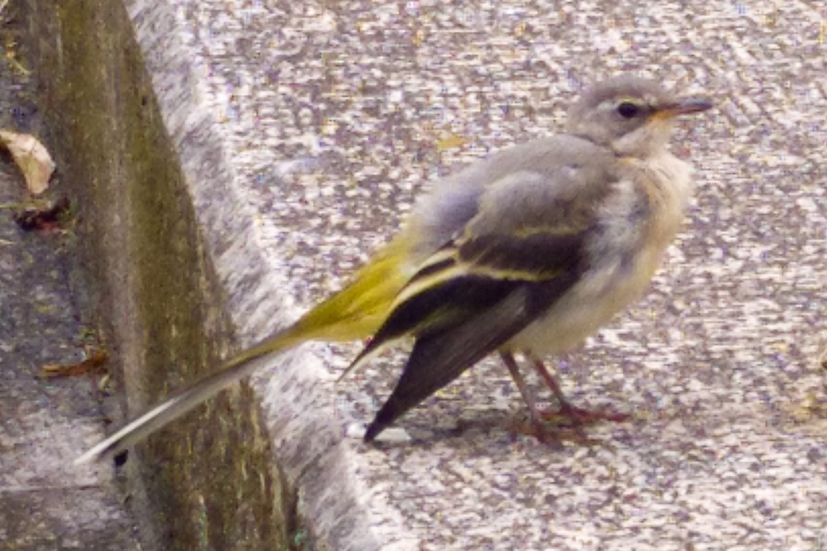 Gray Wagtail - José Ramón Martínez