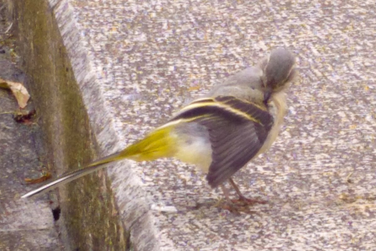 Gray Wagtail - ML263965161