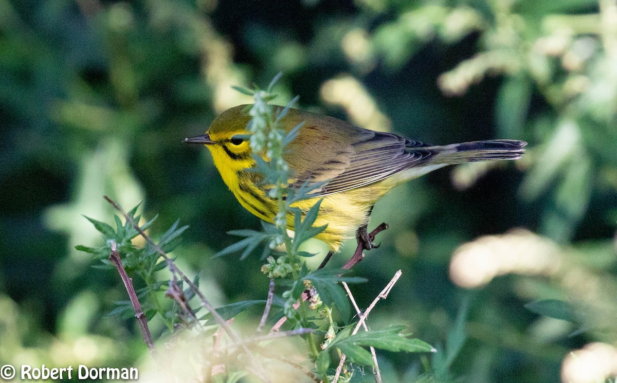 Prairie Warbler - ML263968061