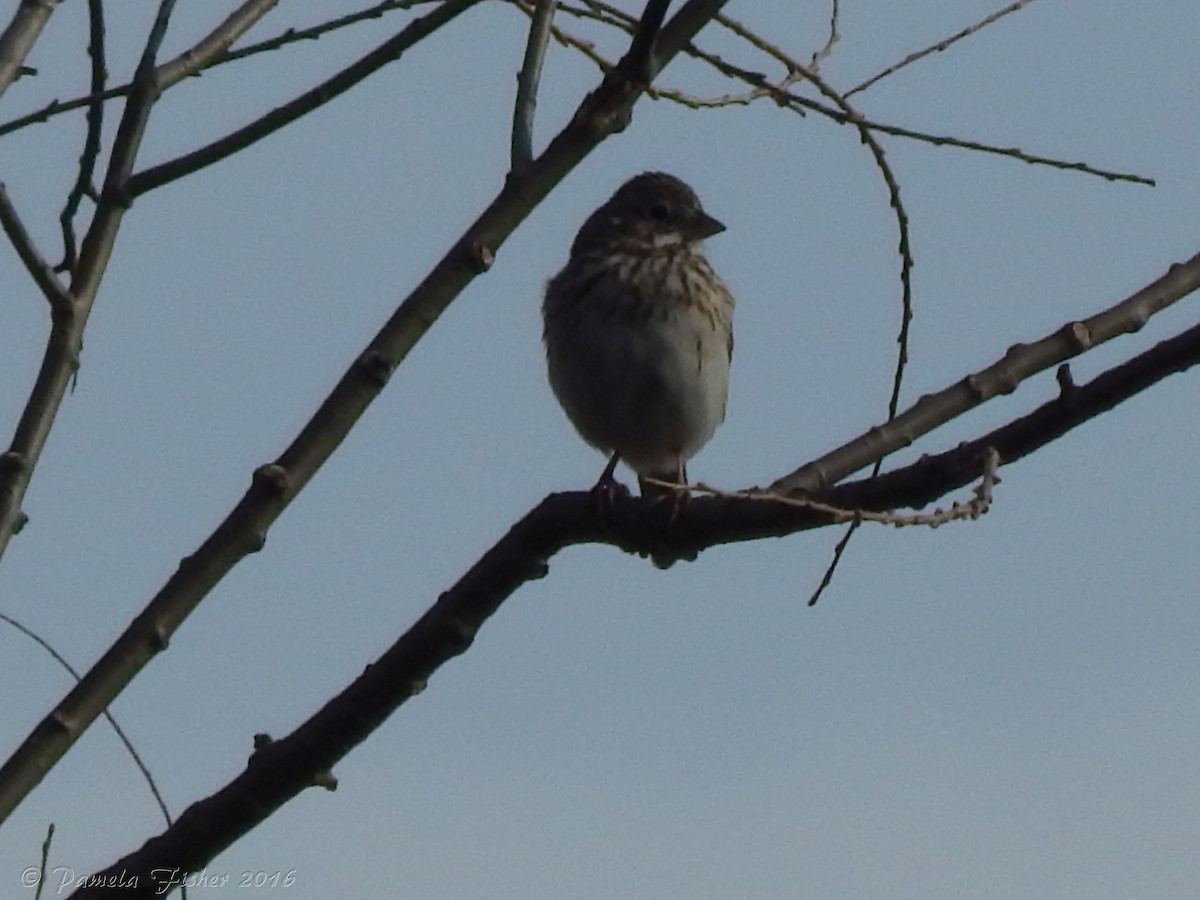 Vesper Sparrow - Pamela Fisher