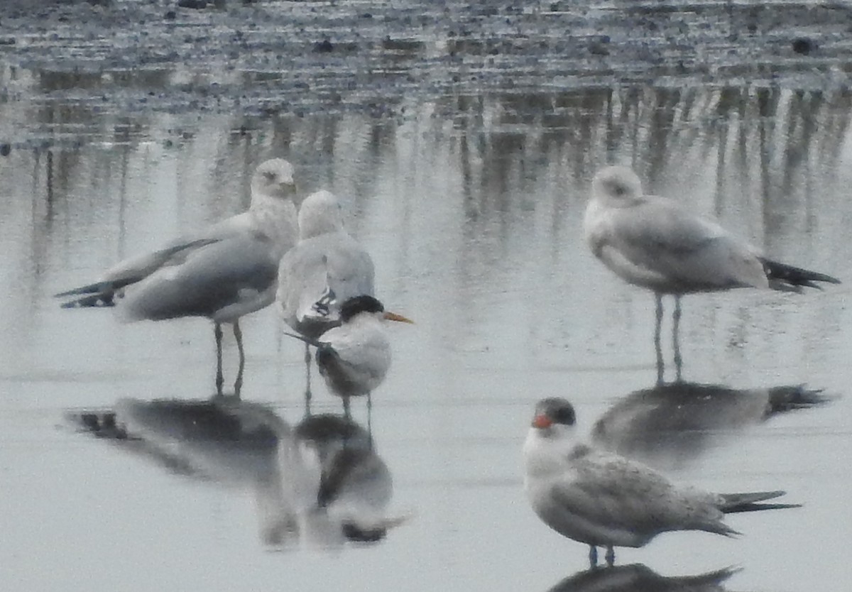 Elegant Tern - ML263969121