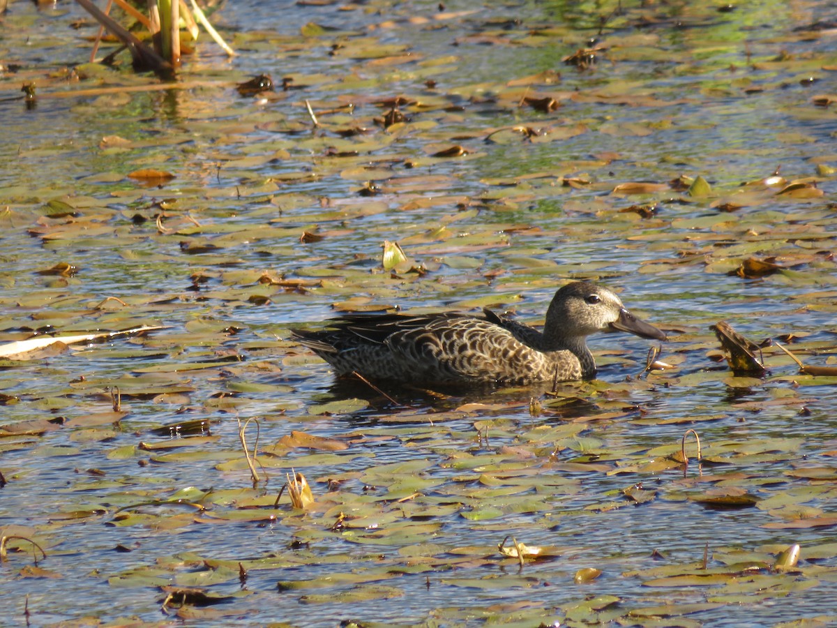 Blue-winged Teal - ML263970051