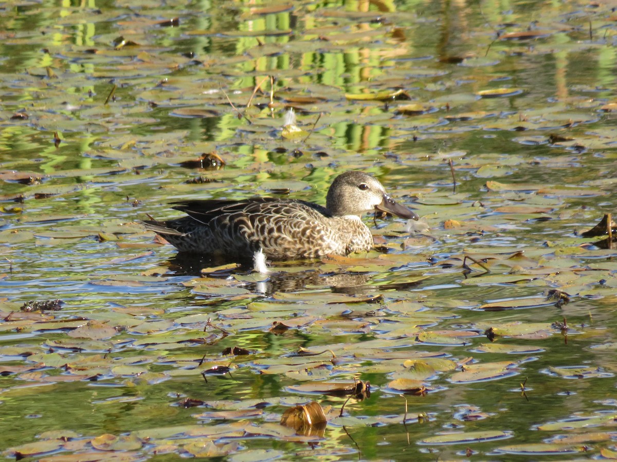 Blue-winged Teal - ML263970231