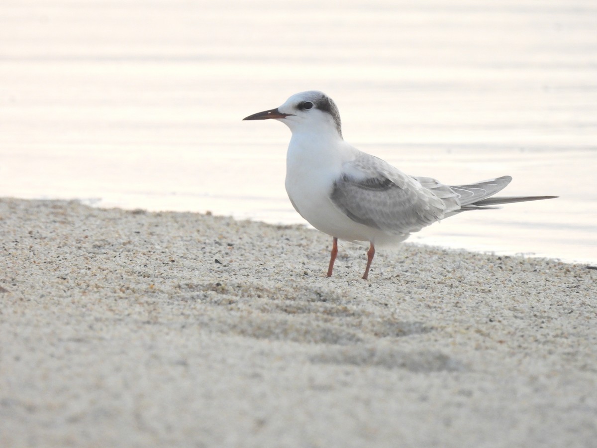 Common Tern - ML263974301