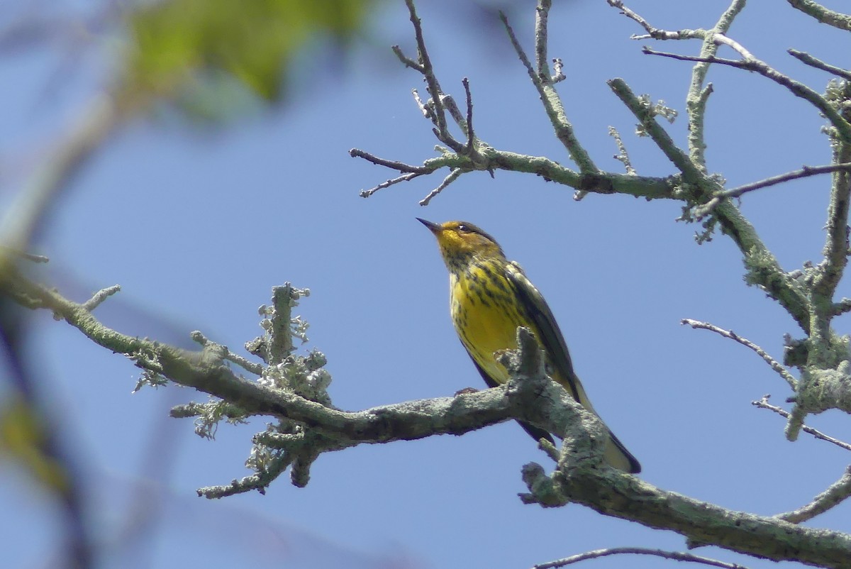 Cape May Warbler - ML263977831