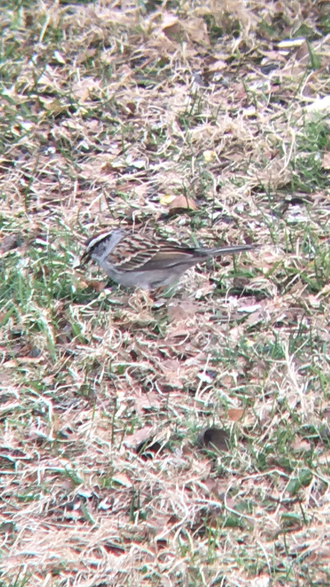 Chipping Sparrow - ML26397791