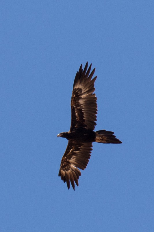 Wedge-tailed Eagle - Sharon Kennedy