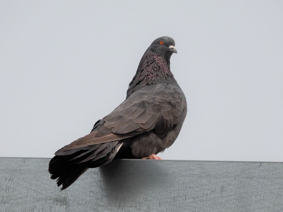 Rock Pigeon (Feral Pigeon) - ML263980871