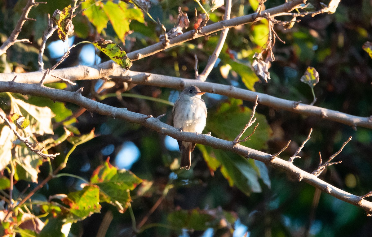 Eastern Wood-Pewee - ML263981861