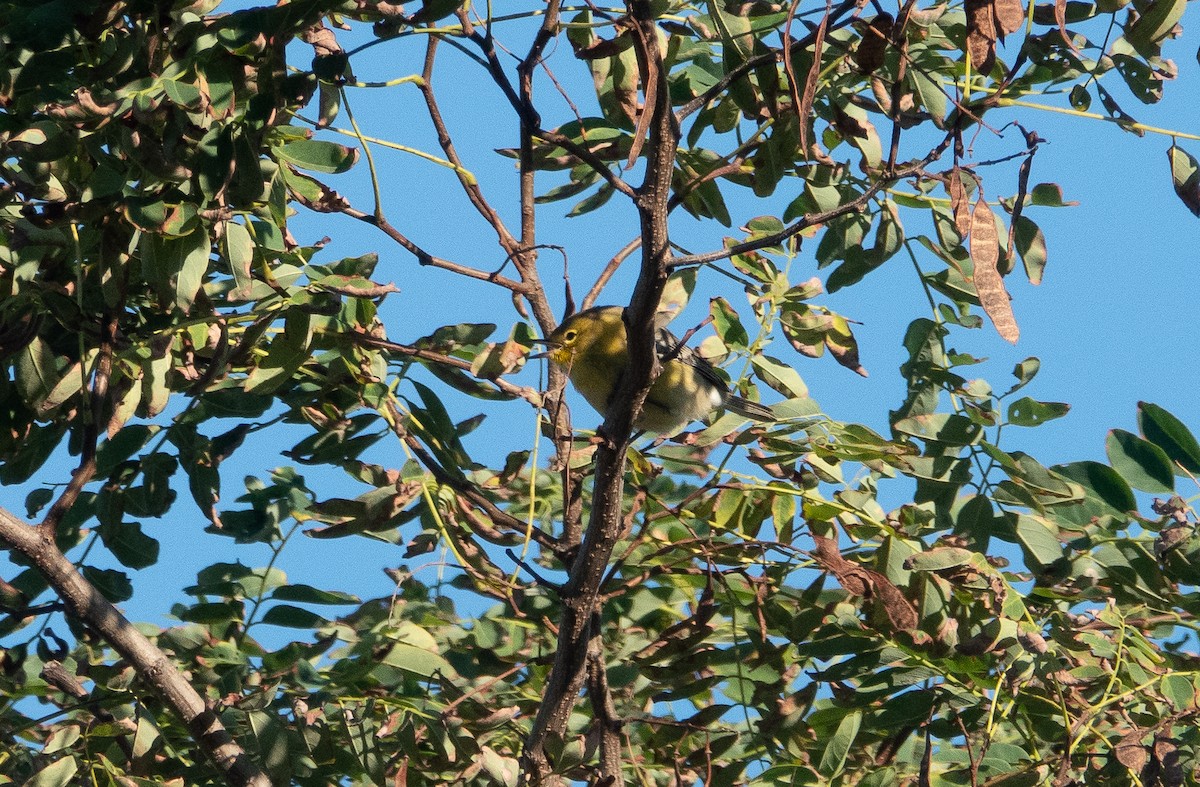 Pine Warbler - MI YU