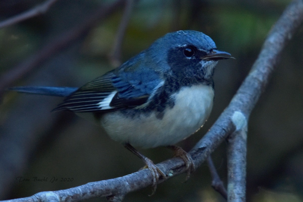 Black-throated Blue Warbler - ML263983551