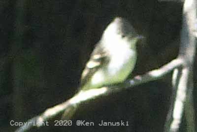 Yellow-bellied Flycatcher - ML263983921