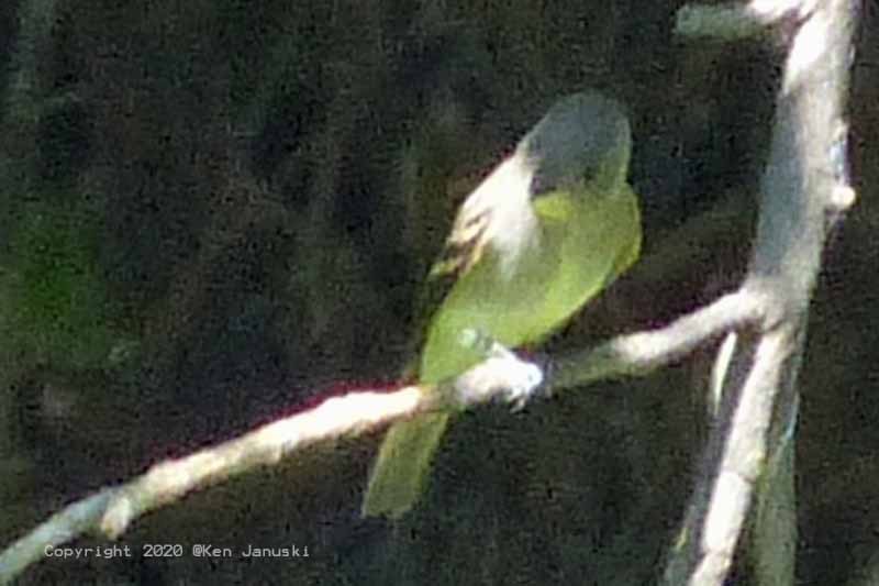 Yellow-bellied Flycatcher - ML263983931