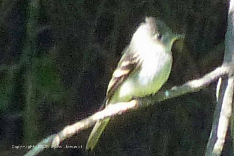 Yellow-bellied Flycatcher - ML263983941