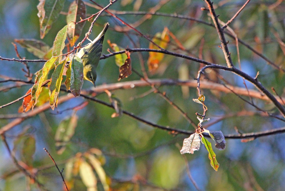 Tennessee Warbler - ML263984231