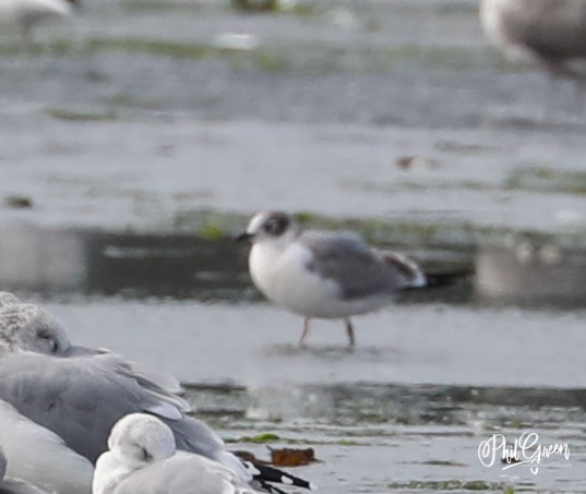 Franklin's Gull - ML263986551