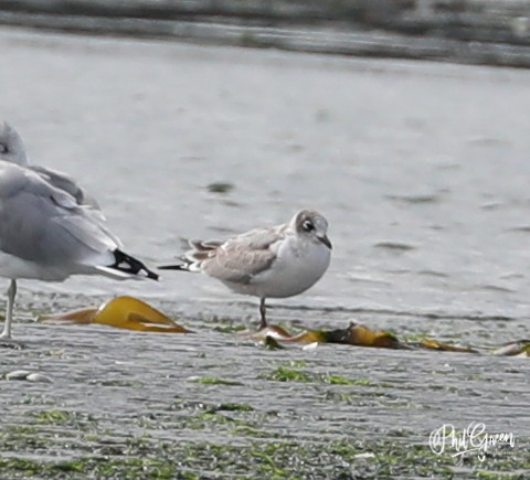 Franklin's Gull - ML263986561