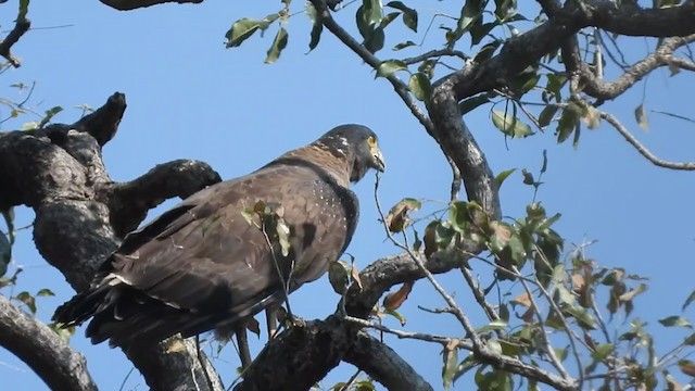 Crested Serpent-Eagle - ML263986951