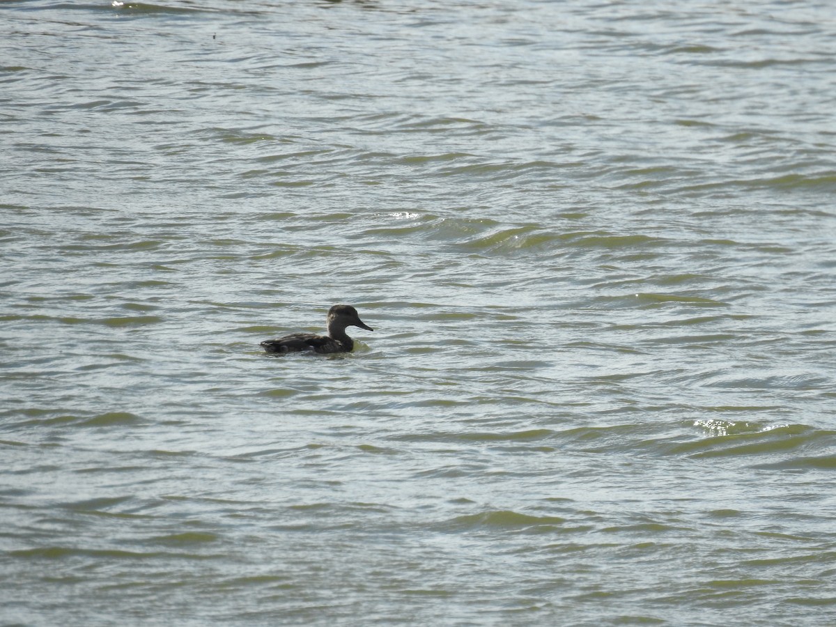 Gadwall - ML263988051